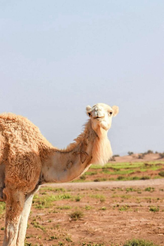 M’hamid El Ghizlane Photo