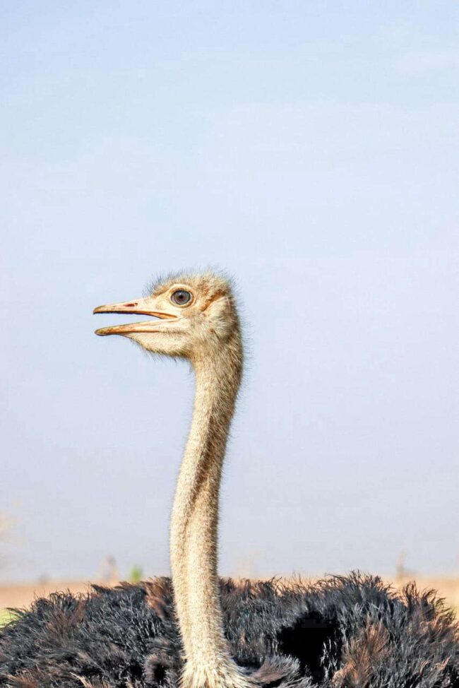 M’hamid El Ghizlane Photo