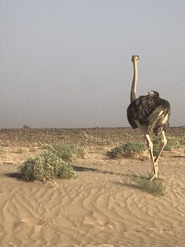 Sahara Secret
